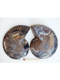 AM133 Ammoniten Paar Cleoniceras besairier Madagaskar...