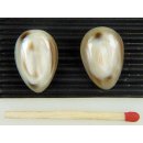 Horn Ohrclips. gew&ouml;lbt 15 mm = Code E