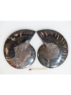 AM134 Ammoniten Paar Cleoniceras besairier Madagaskar...