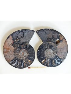 AM134 Ammoniten Paar Cleoniceras besairier Madagaskar...