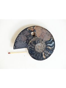 AM134 Ammoniten Paar Cleoniceras besairier Madagaskar seltene schwarze Farbe 147 g D 90 mm