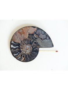 AM134 Ammoniten Paar Cleoniceras besairier Madagaskar seltene schwarze Farbe 147 g D 90 mm