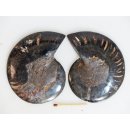 AM134 Ammoniten Paar Cleoniceras besairier Madagaskar seltene schwarze Farbe 147 g D 90 mm
