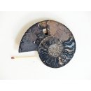 AM134 Ammoniten Paar Cleoniceras besairier Madagaskar seltene schwarze Farbe 147 g D 90 mm