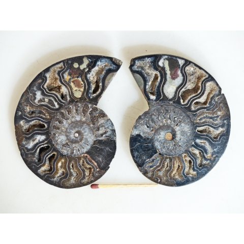 AM135 Ammoniten Paar Cleoniceras besairier Madagaskar seltene schwarze Farbe 94 g D 85 mm