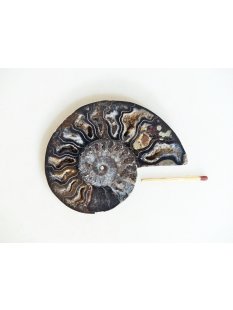 AM135 Ammoniten Paar Cleoniceras besairier Madagaskar seltene schwarze Farbe 94 g D 85 mm