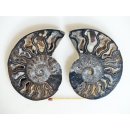 AM135 Ammoniten Paar Cleoniceras besairier Madagaskar seltene schwarze Farbe 94 g D 85 mm