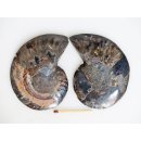 AM135 Ammoniten Paar Cleoniceras besairier Madagaskar seltene schwarze Farbe 94 g D 85 mm