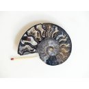 AM135 Ammoniten Paar Cleoniceras besairier Madagaskar seltene schwarze Farbe 94 g D 85 mm